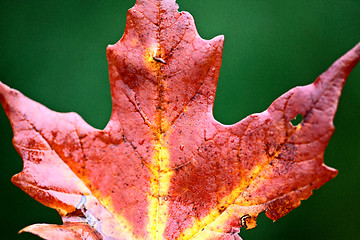 Image showing Autumn Leaves Sugar Maple