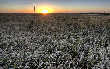 Image showing Wheat Field at Sunset