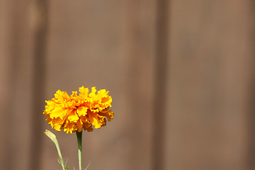 Image showing Close Up Flowers