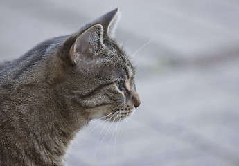 Image showing Close Up Tabby Cat
