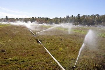 Image showing Cranberry Fields in Bala Ontario