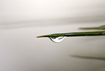 Image showing Water Drop on Plant