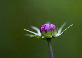 Image showing Close Up Flowers