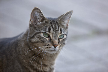 Image showing Close Up Tabby Cat