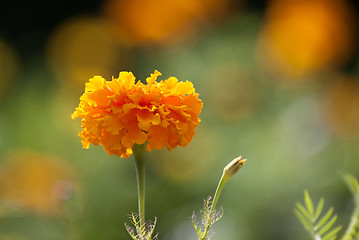 Image showing Close Up Flowers