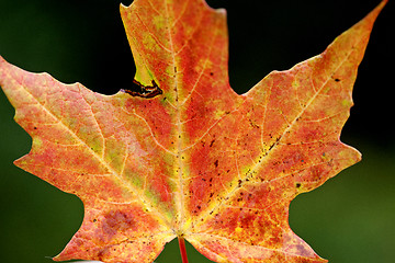 Image showing Autumn Leaves Sugar Maple