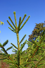 Image showing Fir tree on the forest edge in autumn
