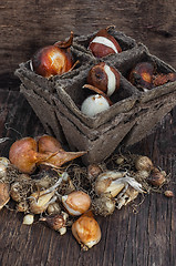 Image showing Bulbs and seeds for planting