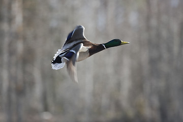 Image showing flying mallard