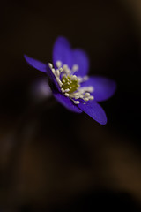 Image showing hepatica nobilis