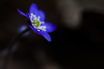 Image showing blue anemone