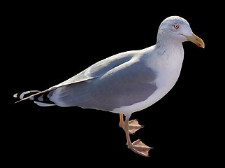 Image showing European Herring Gull