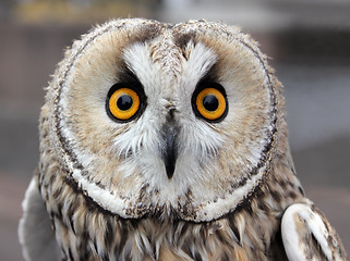 Image showing Small Owl