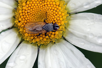 Image showing Fly on a Flower