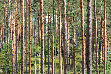 Image showing Summer Forest