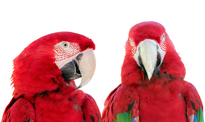 Image showing Two Parrots