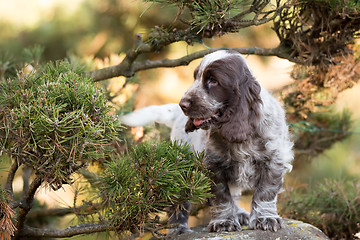 Image showing English Cocker Spaniel puppy