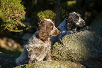 Image showing English Cocker Spaniel puppy