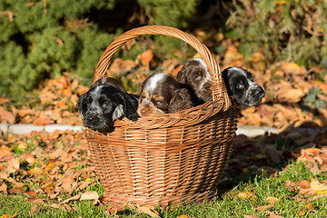 Image showing English Cocker Spaniel puppy in basket