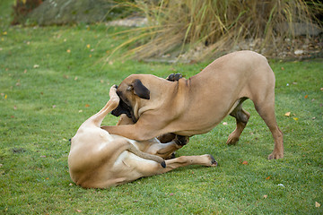 Image showing two female of Fila Brasileiro (Brazilian Mastiff)