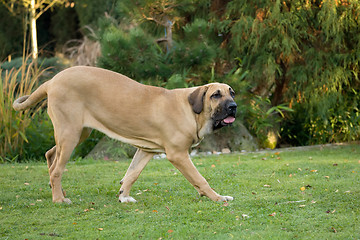 Image showing female of Fila Brasileiro (Brazilian Mastiff)