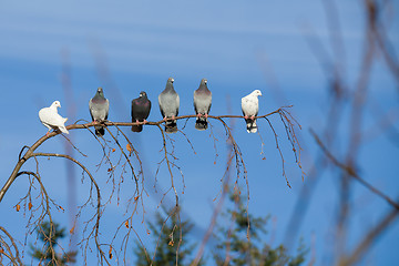 Image showing pigeons sitting on the branch