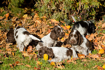 Image showing English Cocker Spaniel puppies