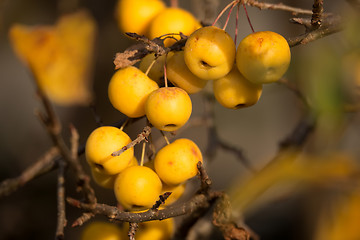 Image showing yellow Crab Apples Golden Hornet