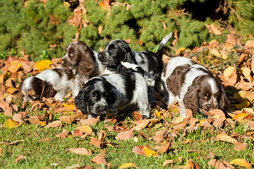 Image showing English Cocker Spaniel puppies