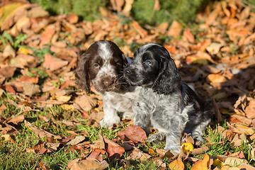 Image showing English Cocker Spaniel puppies