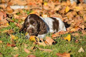 Image showing English Cocker Spaniel puppy