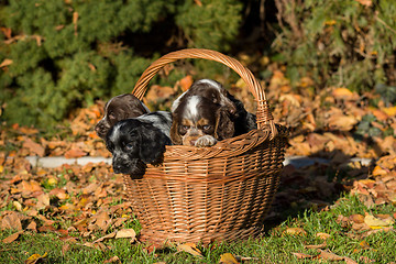 Image showing English Cocker Spaniel puppy in basket