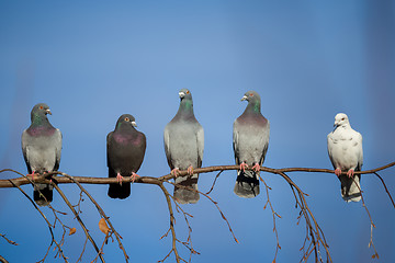 Image showing pigeons sitting on the branch