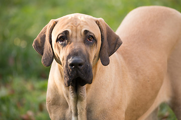 Image showing female of Fila Brasileiro (Brazilian Mastiff)