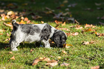 Image showing English Cocker Spaniel puppy