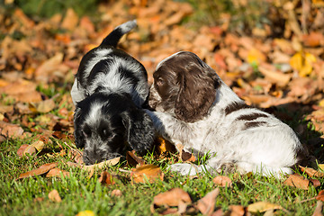 Image showing English Cocker Spaniel puppies