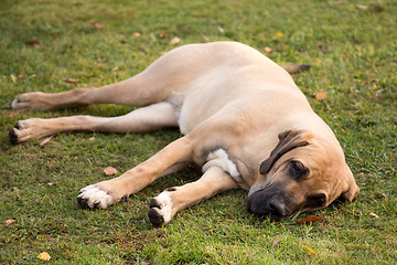 Image showing female of Fila Brasileiro (Brazilian Mastiff)