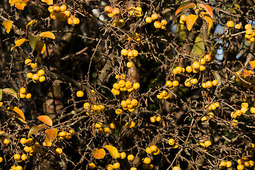 Image showing yellow Crab Apples Golden Hornet