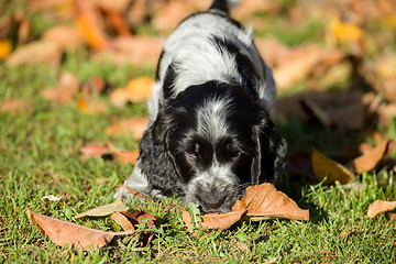 Image showing English Cocker Spaniel puppy