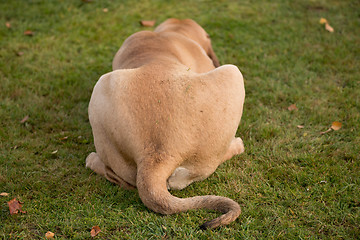 Image showing female of Fila Brasileiro (Brazilian Mastiff)