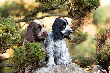 Image showing English Cocker Spaniel puppy