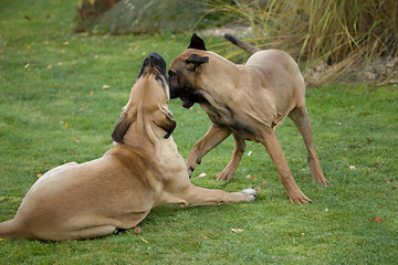 Image showing two female of Fila Brasileiro (Brazilian Mastiff)