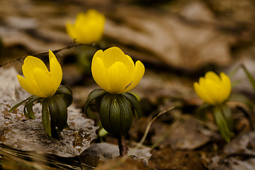 Image showing winter aconites