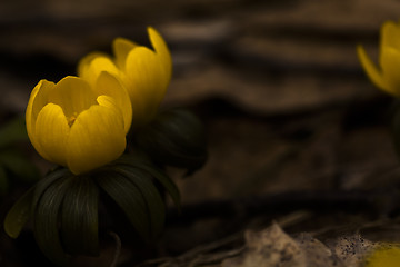 Image showing winter aconites