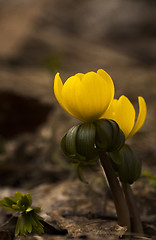 Image showing winter aconite