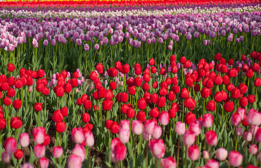 Image showing colorful tulips field 