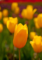 Image showing colorful tulips field 