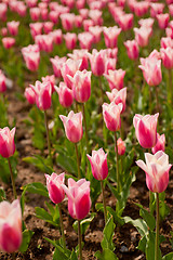 Image showing colorful tulips field 