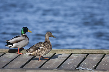 Image showing pair of ducks