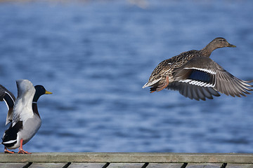 Image showing take off